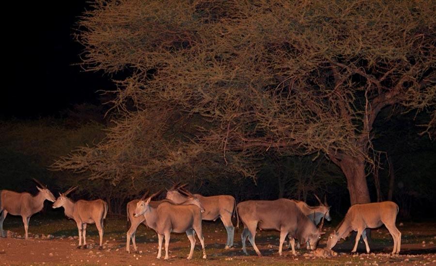 Emanya@Etosha Vila Namutoni Exterior foto